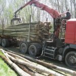 Kastanienstämme – 50 Kubikmeter LKW-Ladung